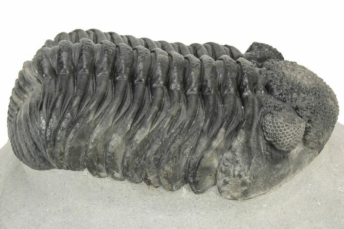 Large Phacopid (Drotops) Trilobite - Nice Eye Preservation #233837